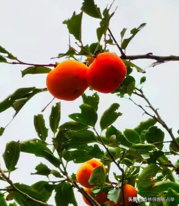 今天不講中醫，給大家分享一個小故事，聽後可能會改變你的生活