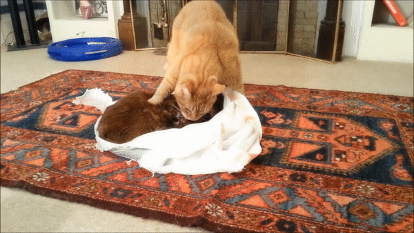 動物比人更深情,面對同伴死去,動物哀悼的方式讓人心酸、淚目 動物比人更深情,面對同伴死去,動物哀悼的方式讓人心酸、淚目