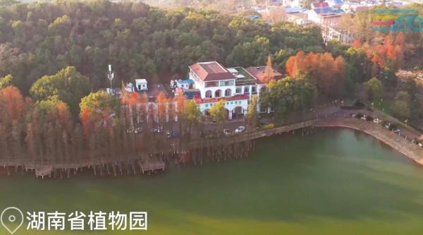 “楓”景如畫,湖南省植物園彩葉植物等你來觀賞 “楓”景如畫,湖南省植物園彩葉植物等你來觀賞