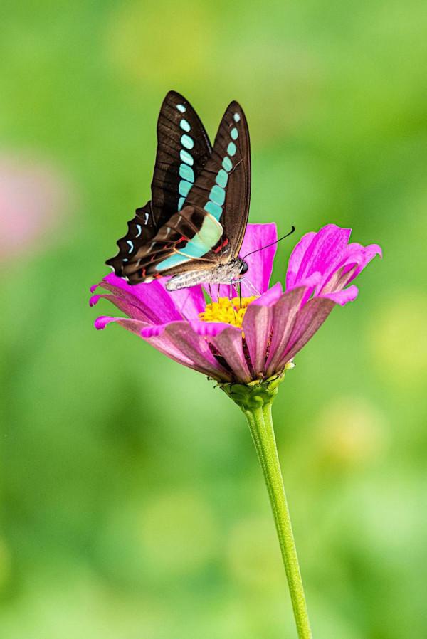 美麗的蝴蝶你知道多少？