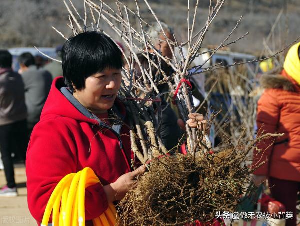 秋季栽種樹木要比春季栽種樹木更容易成活!你知道為什麼嗎? 秋季栽種樹木要比春季栽種樹木更容易成活!你知道為什麼嗎?
