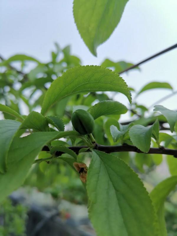 蜂糖李，北方樓頂值得種