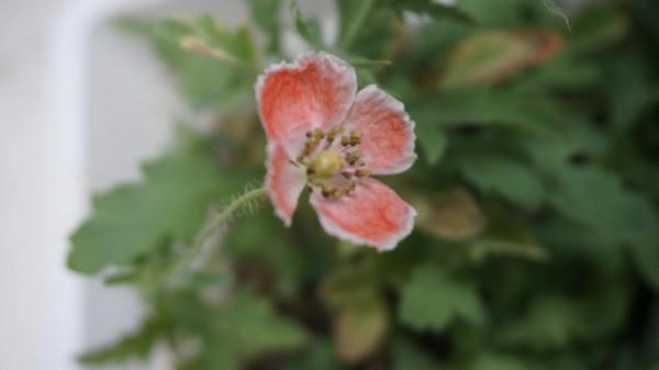 我在宿舍養植物 我在宿舍養植物