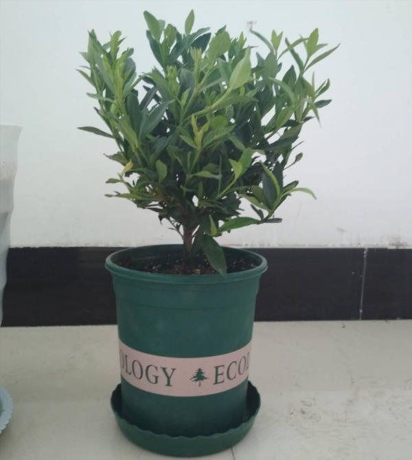 養花不會換盆？看我如何給小葉梔子換盆，一步一步操作給你看