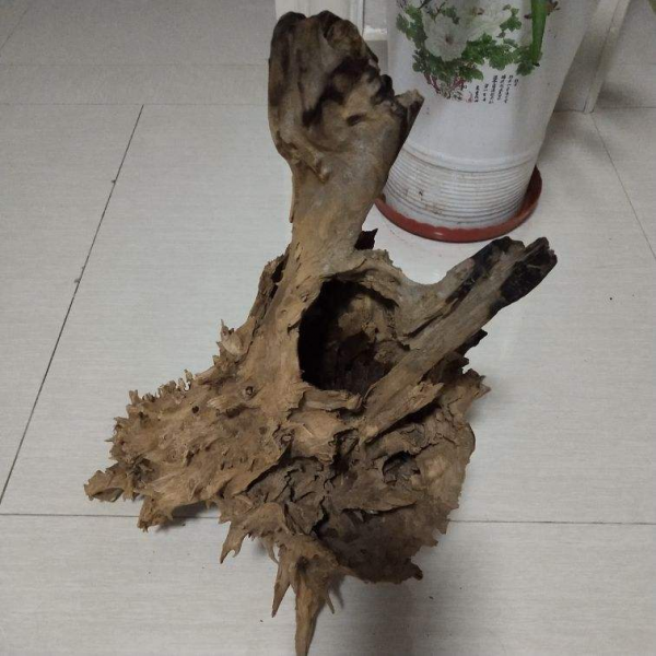 年底挑選年宵花，很容易踩坑，尤其是這4點，一定要注意