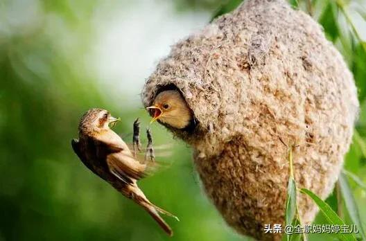 分享——鳥類築巢