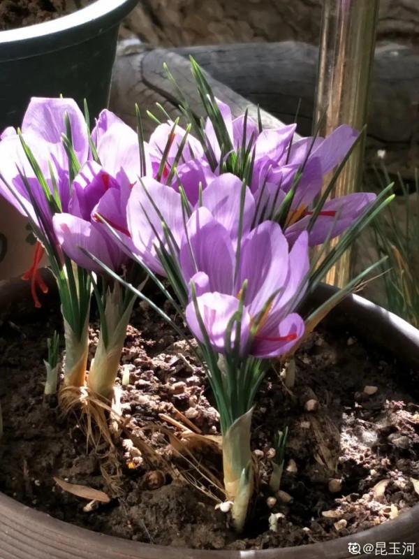 上千塊一斤的花，自己在家也能養開花，花絲泡水特養人