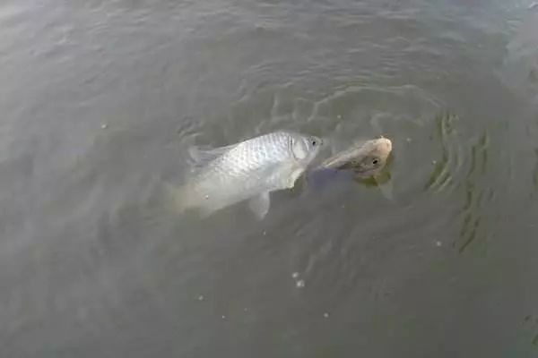 釣魚用拉餌，搓餌一定要分清楚。#