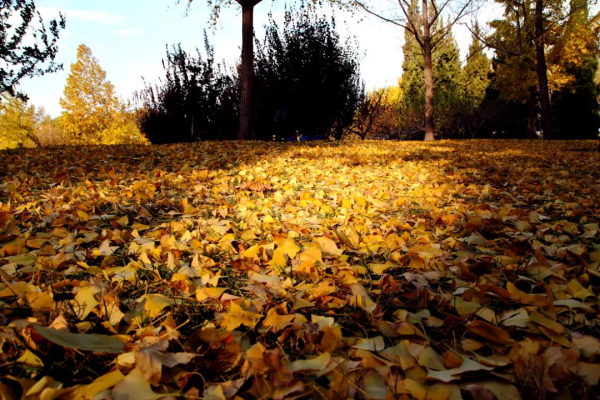 北京這些地方，蘆葦美成了冬日風景畫