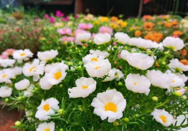 5種花好多人都喜歡養，雖然一朵花只開一天，但是花期長花量大