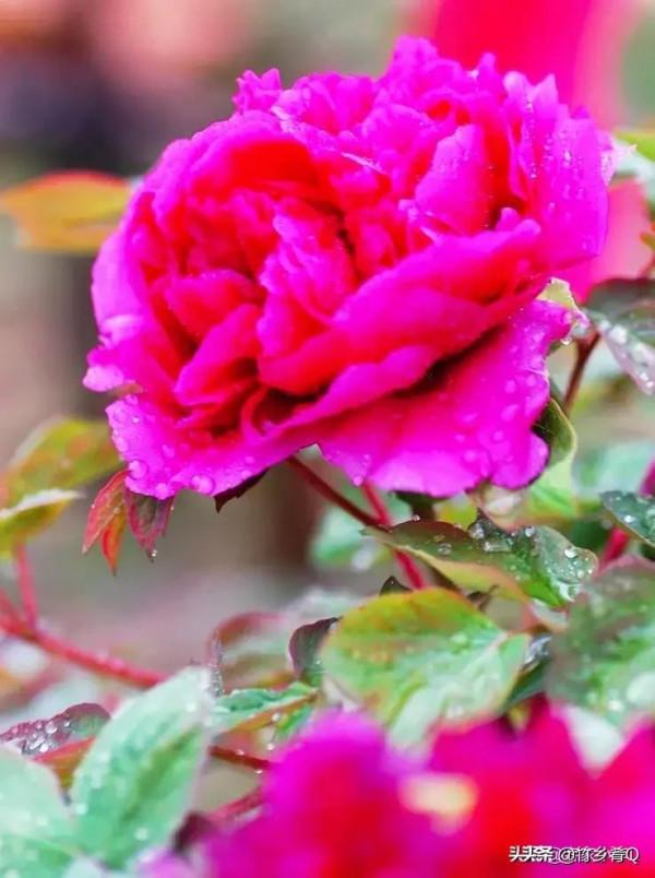 漂亮的芍藥花欣賞