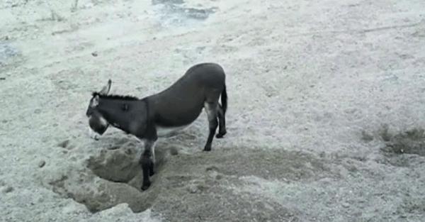 博物志 | 我命由我不由天——在沙漠挖洞的野驢