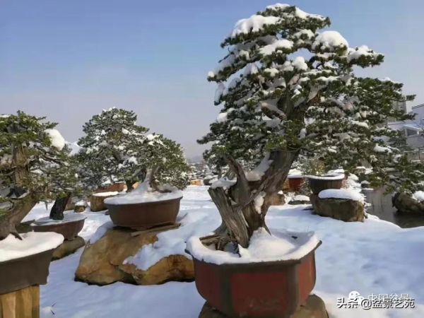 老樹閒看百鳥歸——訪著名盆景藝術家曹志振先生