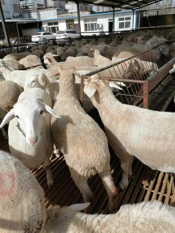 冬季養羊必備紅糖這樣用