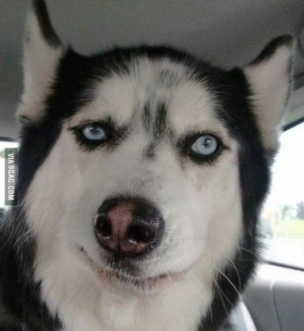 “對人友好”的中大型狗狗，看看你更喜歡哪隻