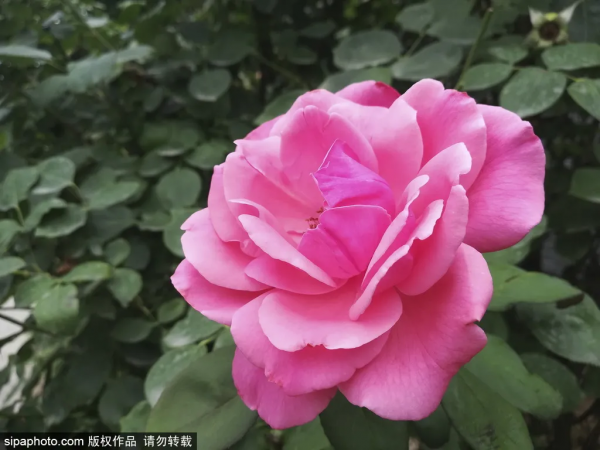 大有來頭!京城這座免費公園曾是皇家御用的狩獵園,還是燕京十景之一! 大有來頭!京城這座免費公園曾是皇家御用的狩獵園,還是燕京十景之一!