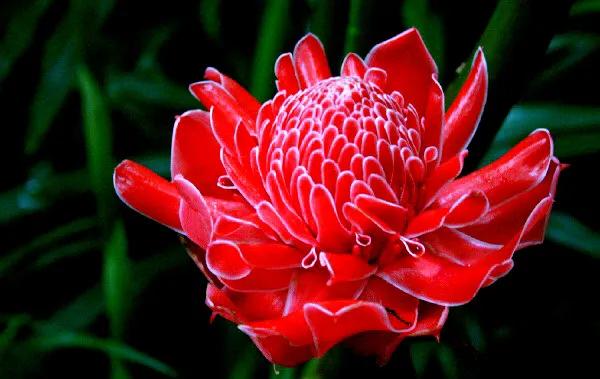 美麗的瓷玫瑰～獻給2022年元旦