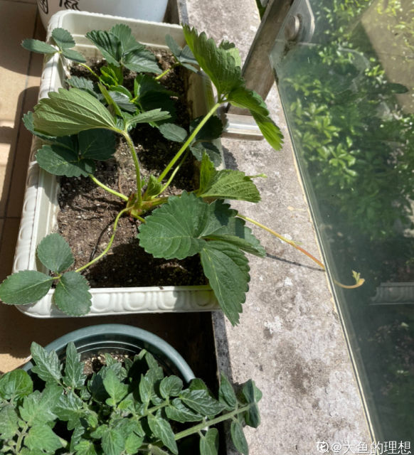 7種最適合陽臺養殖的水果,成活率高,果香飄滿屋 7種最適合陽臺養殖的水果,成活率高,果香飄滿屋