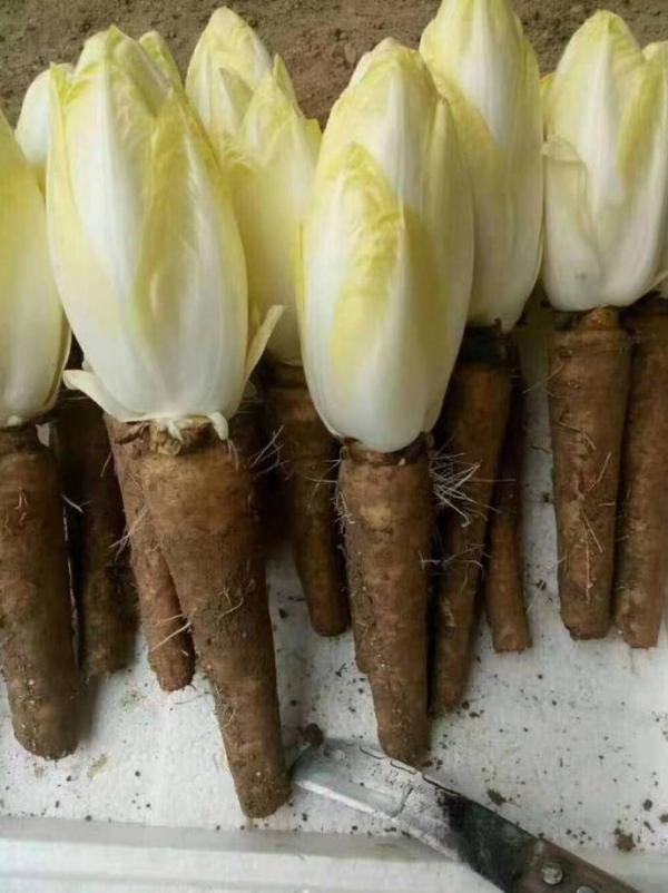 大叔15平黑暗密室長5000根玉蘭菜,20天長成見光超20秒,影響品質 大叔15平黑暗密室長5000根玉蘭菜,20天長成見光超20秒,影響品質