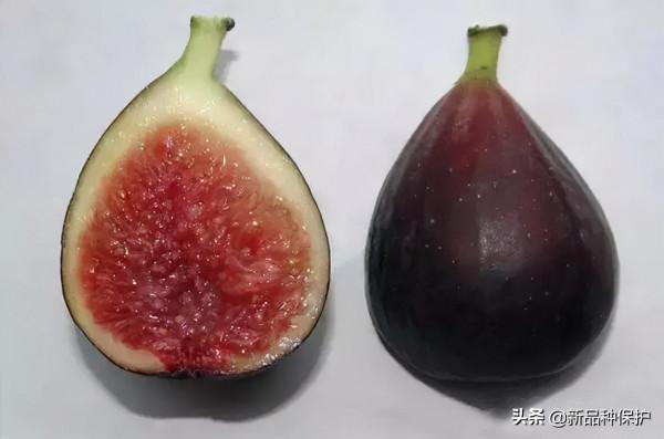 榕屬授權新品種鑑賞