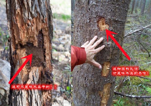 誰是傷害這些樹木的“真兇”?不是啄木鳥,啄木鳥不會這麼粗暴 誰是傷害這些樹木的“真兇”?不是啄木鳥,啄木鳥不會這麼粗暴