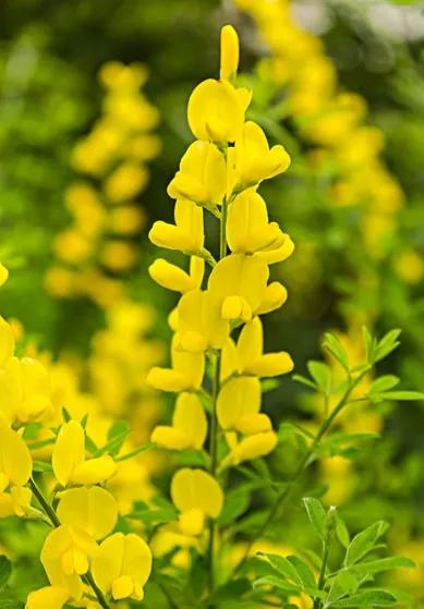 金雀花一一你吃過嗎？