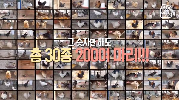 奇葩韓國高中生沉迷養雞，還帶雞上課，200只稀有雞震驚鳥類專家