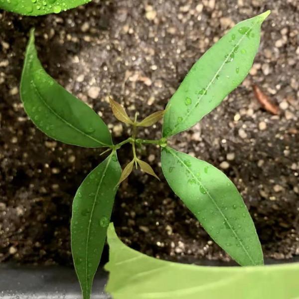 這5種水果核吃完別扔，挖個坑埋點土，1個月0成本變漂亮盆栽