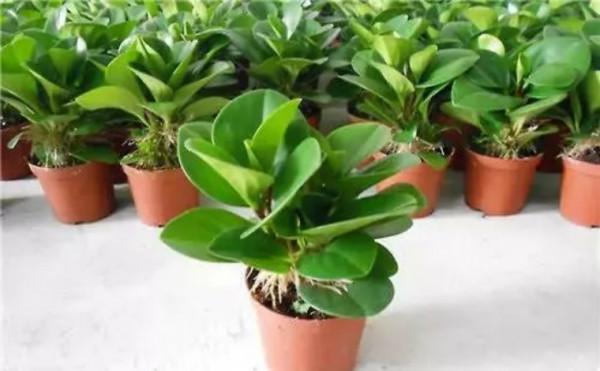 100種觀葉植物 | No.8 豆瓣綠養護攻略 100種觀葉植物 | No.8 豆瓣綠養護攻略