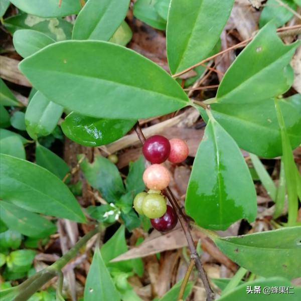 農村這25種能吃的野果都是童年的回憶,現在越來越少你還記得嗎? 農村這25種能吃的野果都是童年的回憶,現在越來越少你還記得嗎?