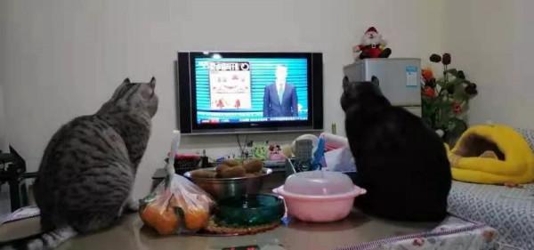 我家可愛搞笑的三隻貓咪 我家可愛搞笑的三隻貓咪