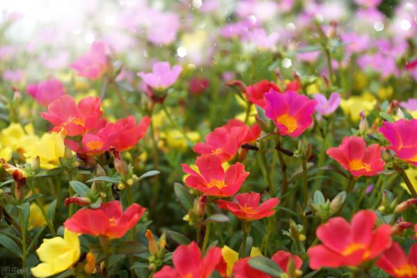 院子裡草太多,種它們就對了,越長越多不說,還不給野草生長機會 院子裡草太多,種它們就對了,越長越多不說,還不給野草生長機會