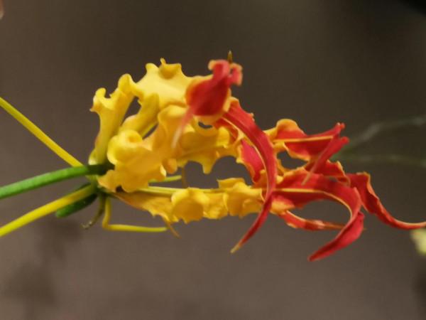 美麗的花，誰知道它的名字？