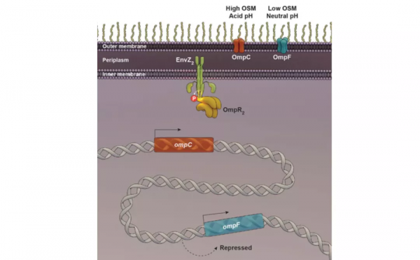 TOR：開啟研究細胞生長代謝的大門｜“諾獎值得”系列