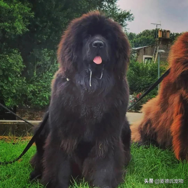 同時養8只一百多斤的狗子,是什麼體驗? 同時養8只一百多斤的狗子,是什麼體驗?