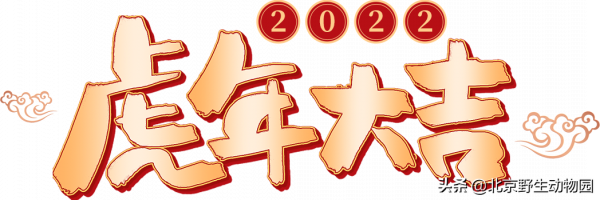 歡笑虎年，喜笑顏開 &vert;北京野生動物園給大家拜年啦