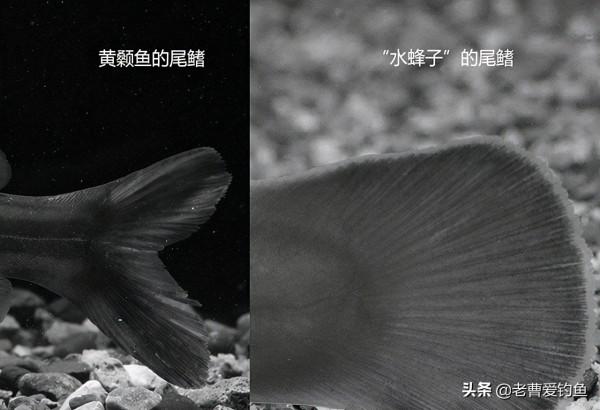 黃顙魚是“水蜂子”？並不是，身價相差10倍，牢記3大特徵好分辨