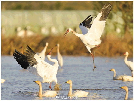 一個省和一隻鶴的互相成就