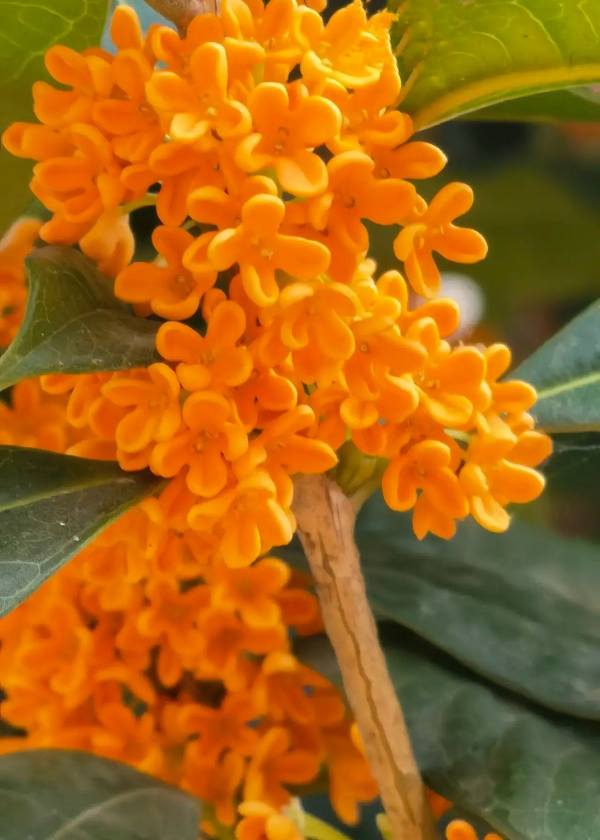 秋天常見的60種花，最全花卉圖譜，收藏起來慢慢看