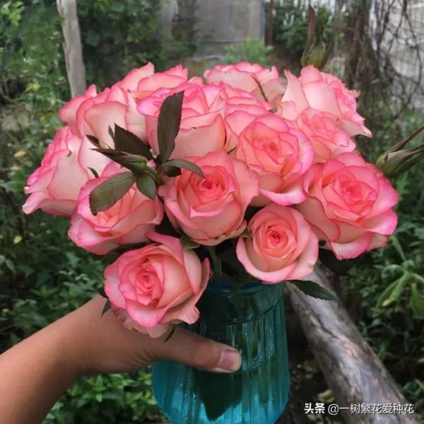 露養易黑斑12種月季，不建議全露養、地栽不遮雨養這些品種