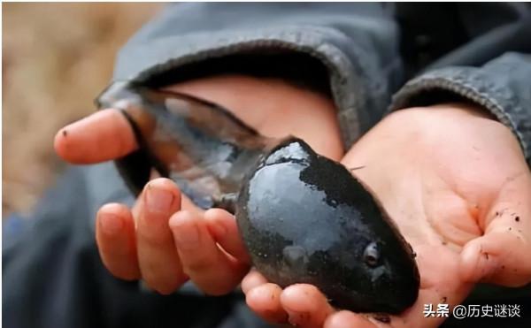 地球上最大的青蛙：體重高達6斤，身長1米，蝌蚪像鵝蛋那麼大