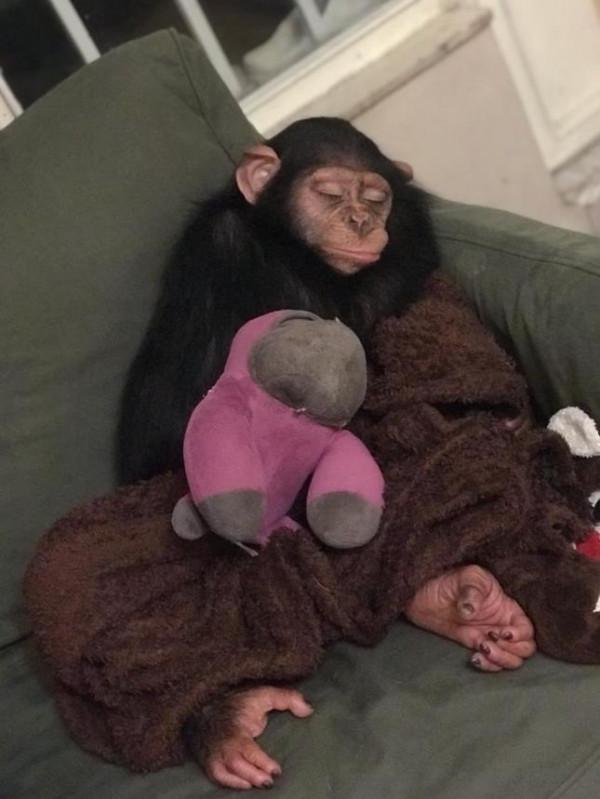 伊朗黑猩猩棄嬰被人類撫養長大，它卻被自己的同類殺死了
