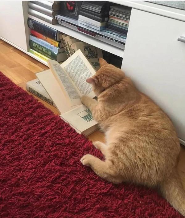 桌布頭像推薦——萌寵篇