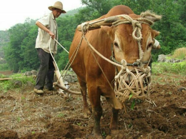 農村80年代常用的6種老物件，看到彷彿回到了童年，滿滿的思鄉情