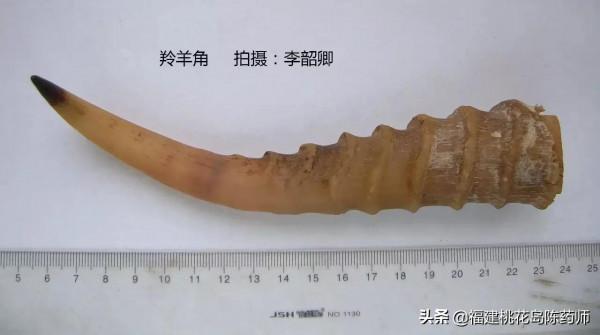 分享李紹卿老師拍攝的三十四種動物藥