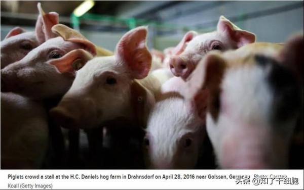 世界首例！豬腎被移植到人體內，暫時未發現排異反應