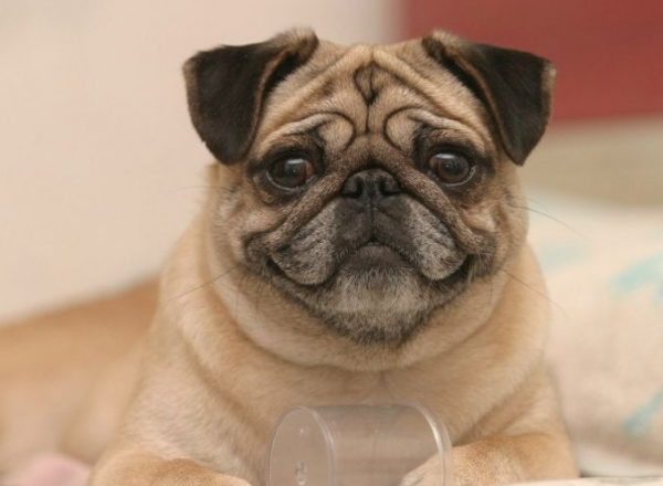 養巴哥犬一定要牢記“七不要”,對它有益 養巴哥犬一定要牢記“七不要”,對它有益