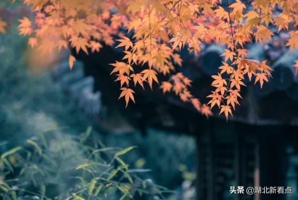 秋天最美的7大城市