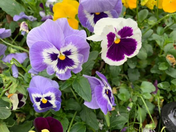 10種花,秋天種下正合適,錯過了要再等一年 10種花,秋天種下正合適,錯過了要再等一年