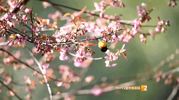 210種鳥類！高黎貢山百鳥谷，各地觀鳥愛好者打卡地，太美了